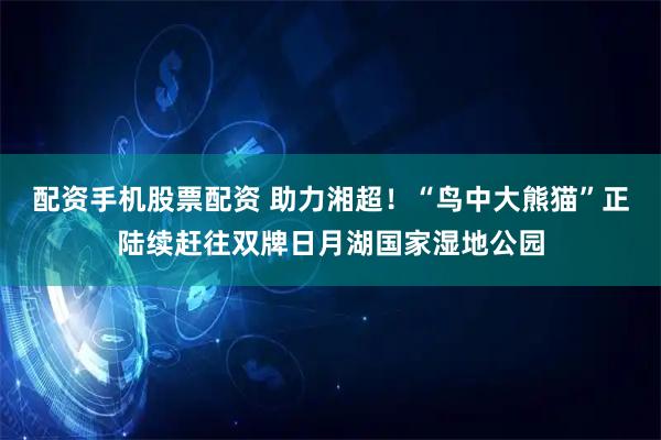 配资手机股票配资 助力湘超！“鸟中大熊猫”正陆续赶往双牌日月湖国家湿地公园